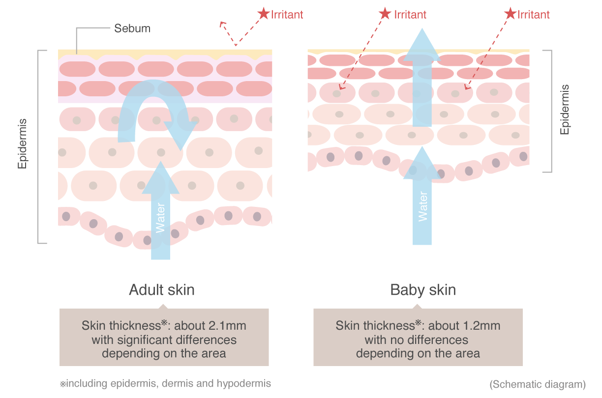 Schematic comparison of baby's and adult's skin