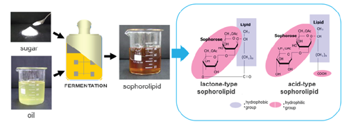 Fermentation and structure of sophorolipids