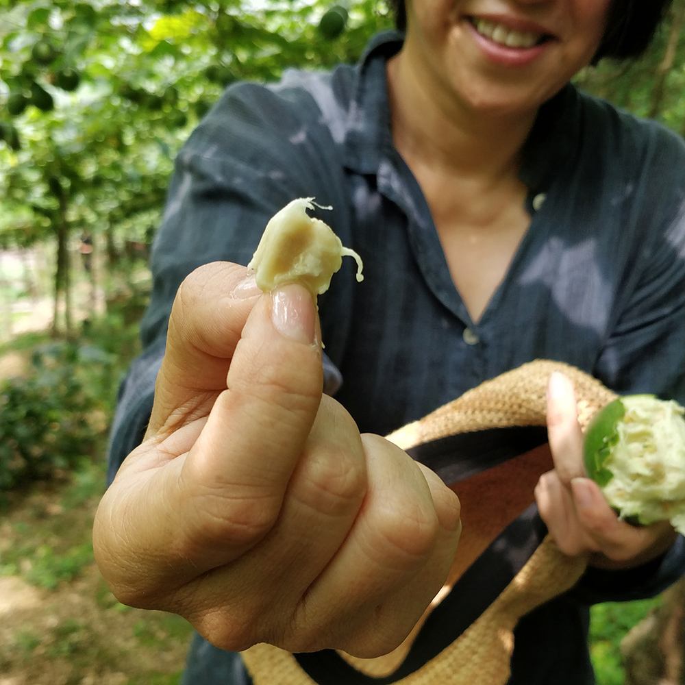 Sweet but bitter monk fruit